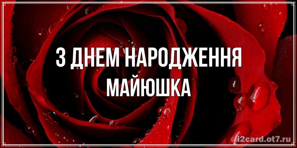 Открытка на каждый день з підписом, Майюшка З Днем народження крупная бордовая роза Прикольна листівка з побажанням онлайн скачати безкоштовно 