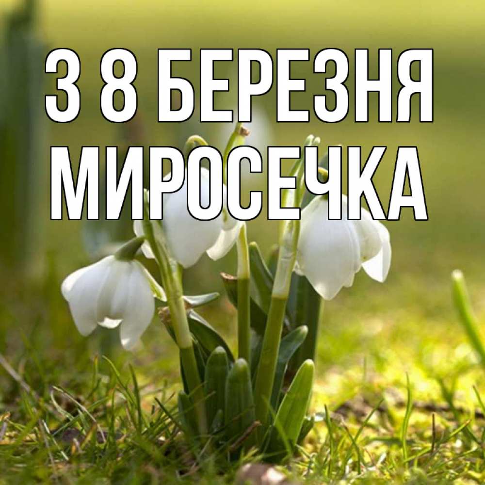 Открытка на каждый день з підписом, Миросечка З 8 БЕРЕЗНЯ ранние цветы 2 Прикольна листівка з побажанням онлайн скачати безкоштовно 