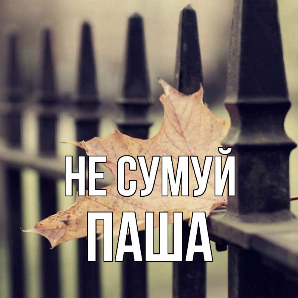 Открытка на каждый день з підписом, Паша Не сумуй лист клена Прикольна листівка з побажанням онлайн скачати безкоштовно 