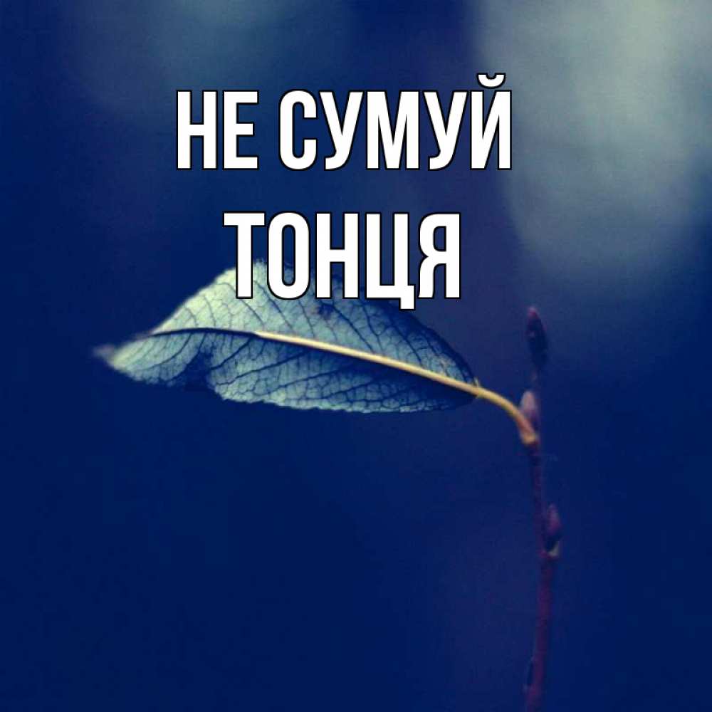 Открытка на каждый день з підписом, Тонця Не сумуй растение Прикольна листівка з побажанням онлайн скачати безкоштовно 