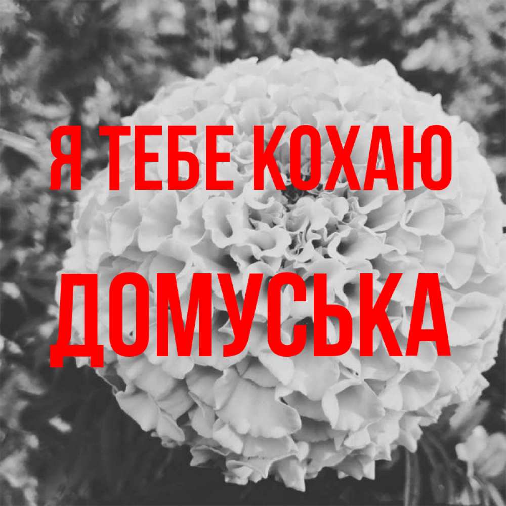 Открытка на каждый день з підписом, Домуська Я тебе кохаю подпись Прикольна листівка з побажанням онлайн скачати безкоштовно 