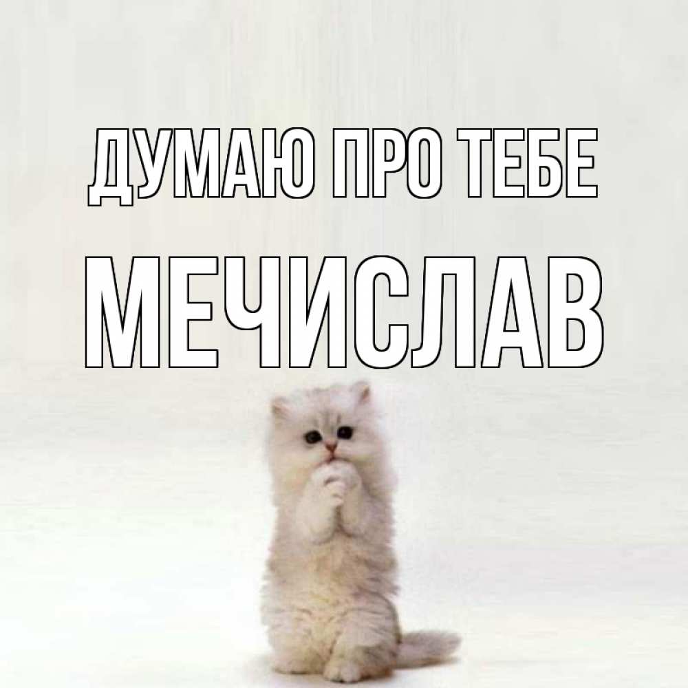 Открытка на каждый день з підписом, Мечислав Думаю про тебе кот стоит на задних лапах Прикольна листівка з побажанням онлайн скачати безкоштовно 