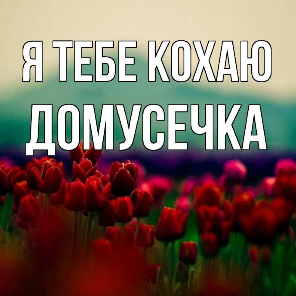 Открытка на каждый день з підписом, Домусечка Я тебе кохаю тюльпаны 4 Прикольна листівка з побажанням онлайн скачати безкоштовно 