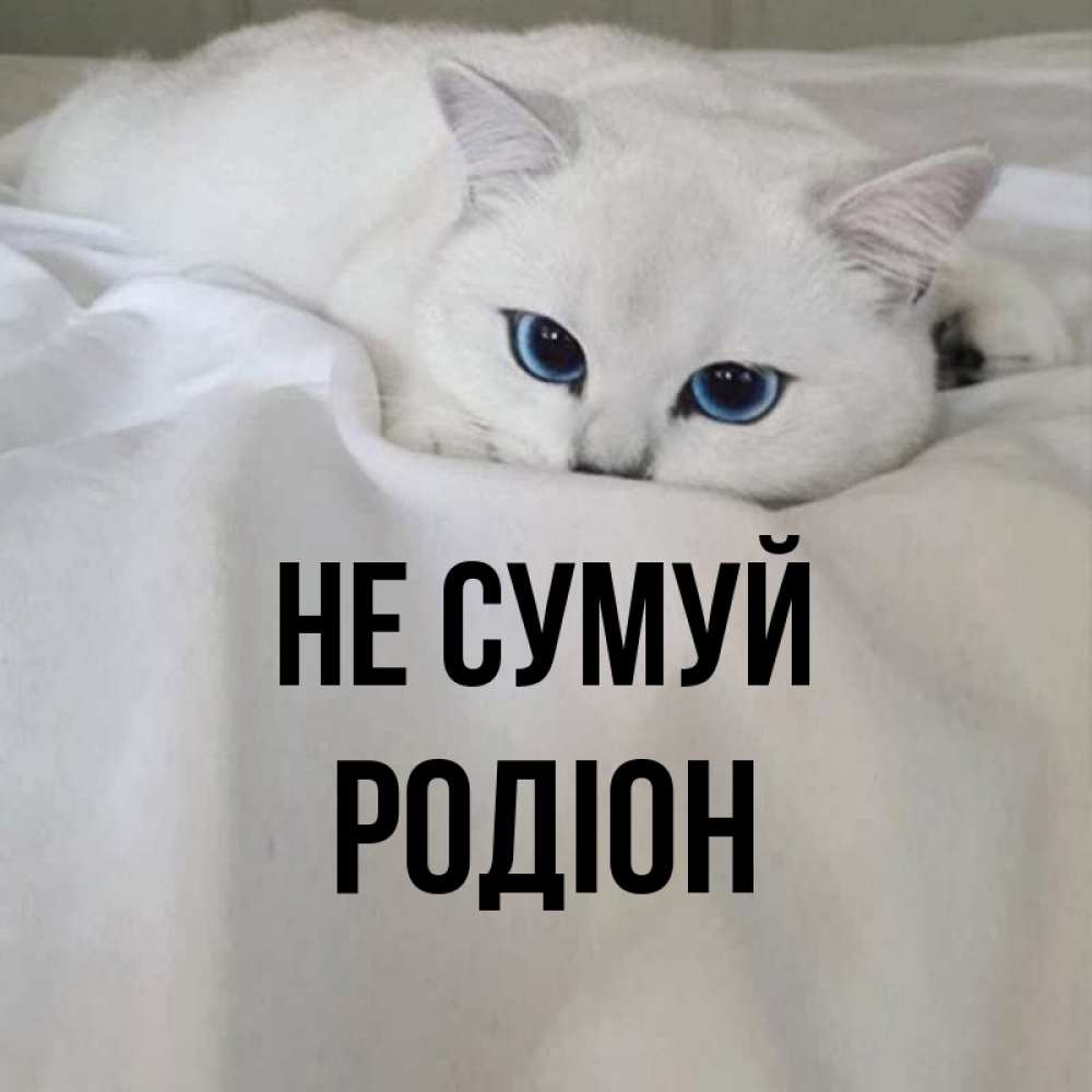 Открытка на каждый день з підписом, Родіон Не сумуй Голубоглазая кошка Прикольна листівка з побажанням онлайн скачати безкоштовно 