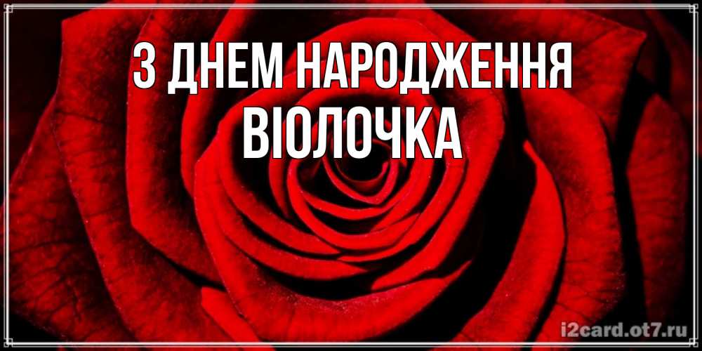 Открытка на каждый день з підписом, Віолочка З Днем народження алая роза Прикольна листівка з побажанням онлайн скачати безкоштовно 