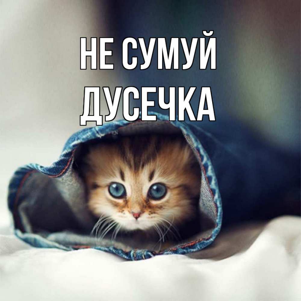 Открытка на каждый день з підписом, Дусечка Не сумуй кот в одежде Прикольна листівка з побажанням онлайн скачати безкоштовно 