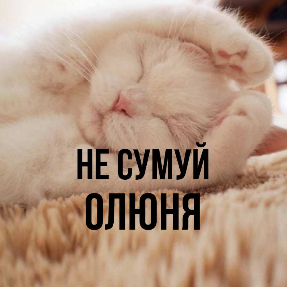 Открытка на каждый день з підписом, Олюня Не сумуй Котенок спит Прикольна листівка з побажанням онлайн скачати безкоштовно 