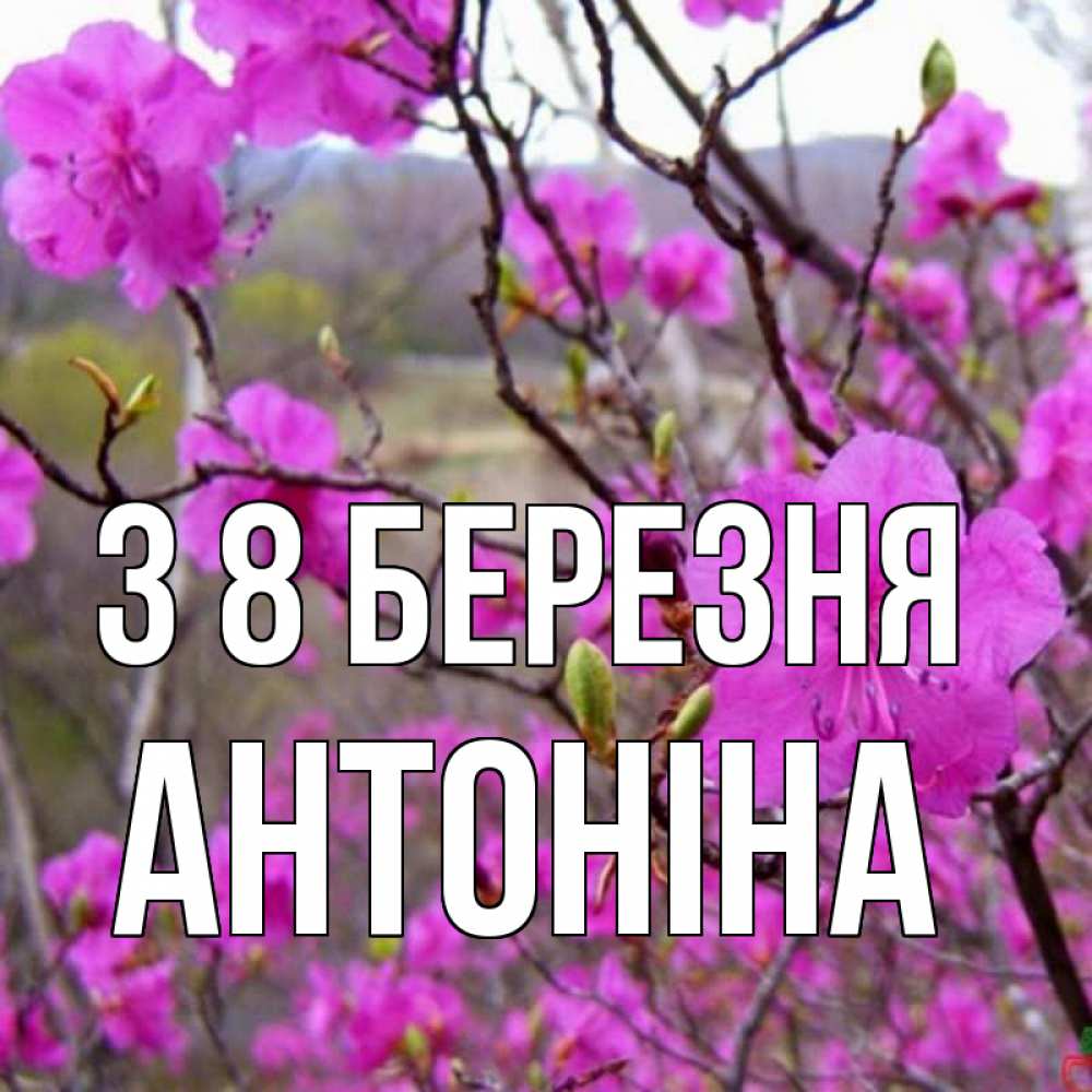Открытка на каждый день з підписом, Антоніна З 8 БЕРЕЗНЯ международный женский день Прикольна листівка з побажанням онлайн скачати безкоштовно 
