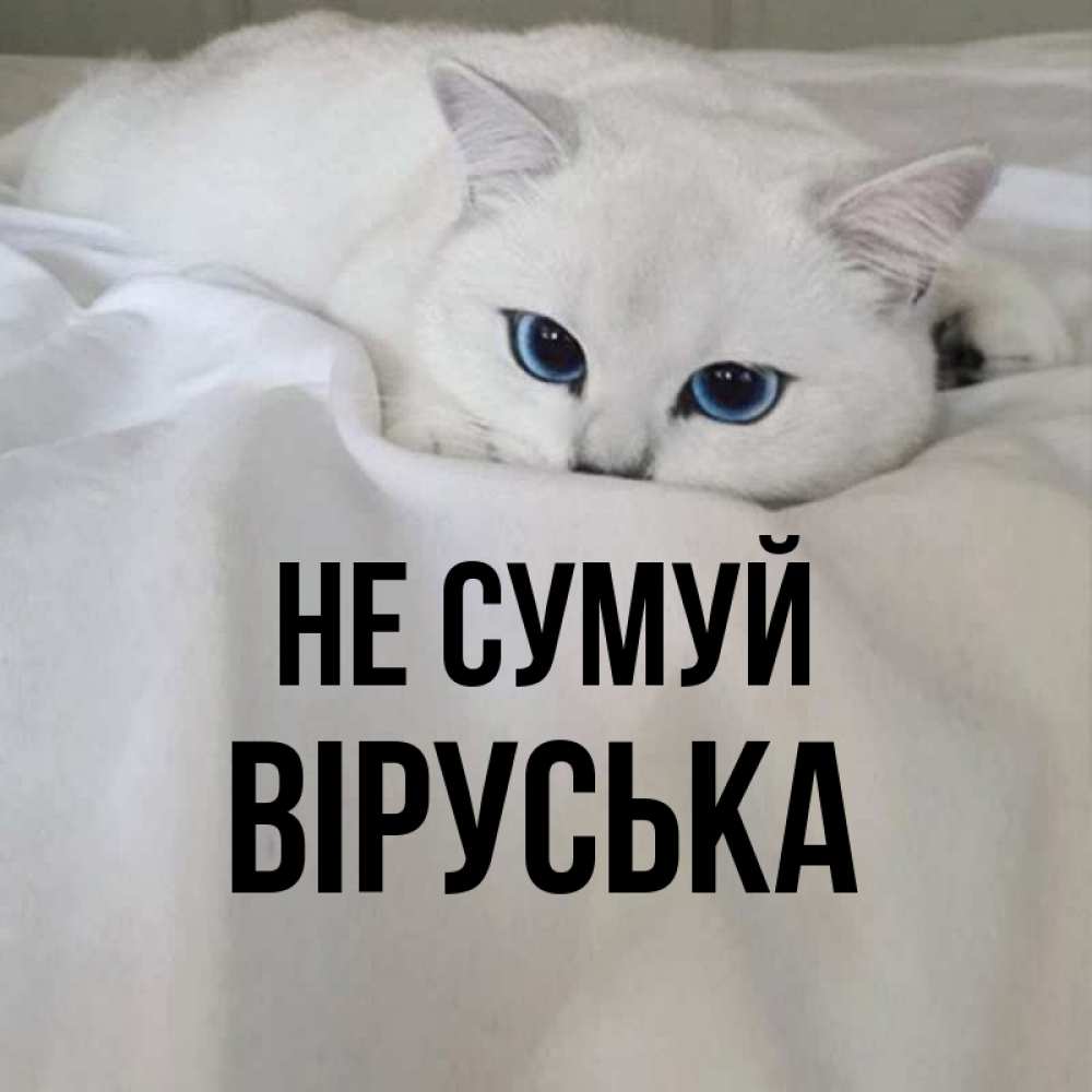 Открытка на каждый день з підписом, Віруська Не сумуй Голубоглазая кошка Прикольна листівка з побажанням онлайн скачати безкоштовно 