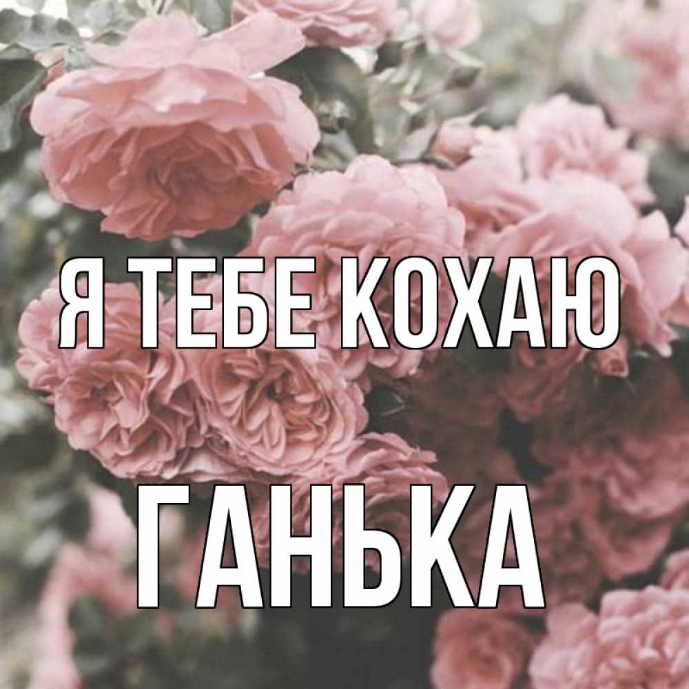 Открытка на каждый день з підписом, Ганька Я тебе кохаю розы 3 Прикольна листівка з побажанням онлайн скачати безкоштовно 