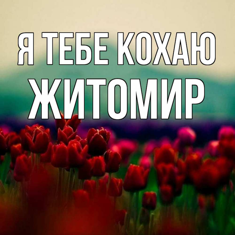 Открытка на каждый день з підписом, Житомир Я тебе кохаю тюльпаны 4 Прикольна листівка з побажанням онлайн скачати безкоштовно 