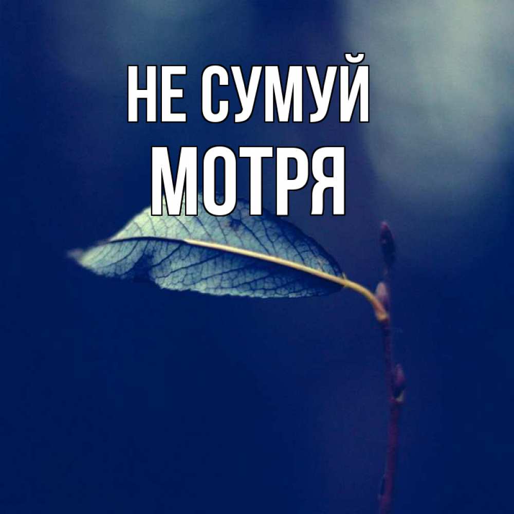 Открытка на каждый день з підписом, Мотря Не сумуй растение Прикольна листівка з побажанням онлайн скачати безкоштовно 