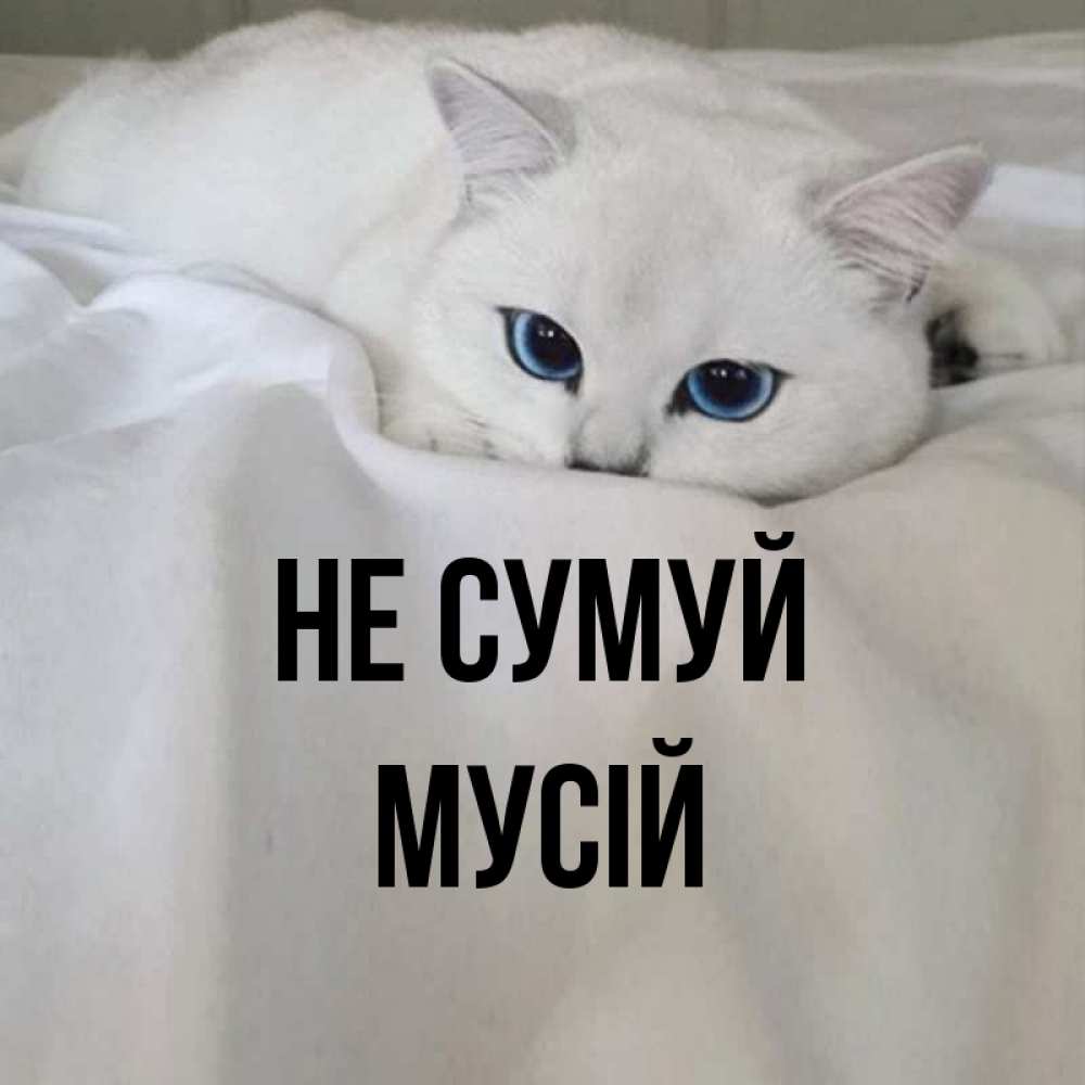 Открытка на каждый день з підписом, Мусій Не сумуй Голубоглазая кошка Прикольна листівка з побажанням онлайн скачати безкоштовно 