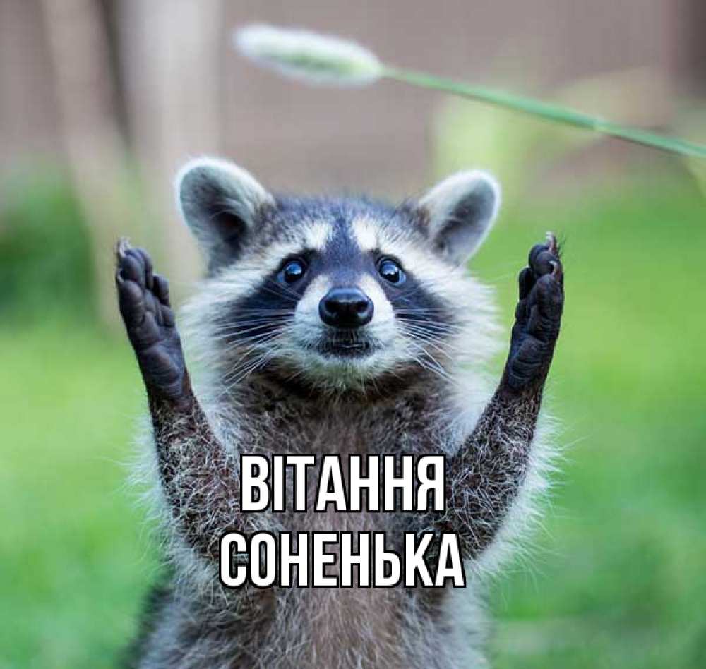 Открытка на каждый день з підписом, Соненька Вітання животные Прикольна листівка з побажанням онлайн скачати безкоштовно 