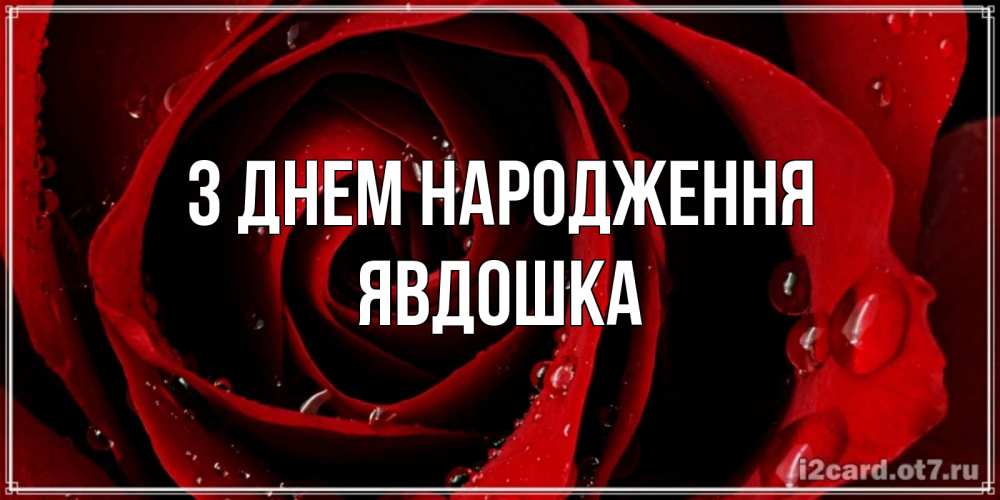Открытка на каждый день з підписом, Явдошка З Днем народження крупная бордовая роза Прикольна листівка з побажанням онлайн скачати безкоштовно 