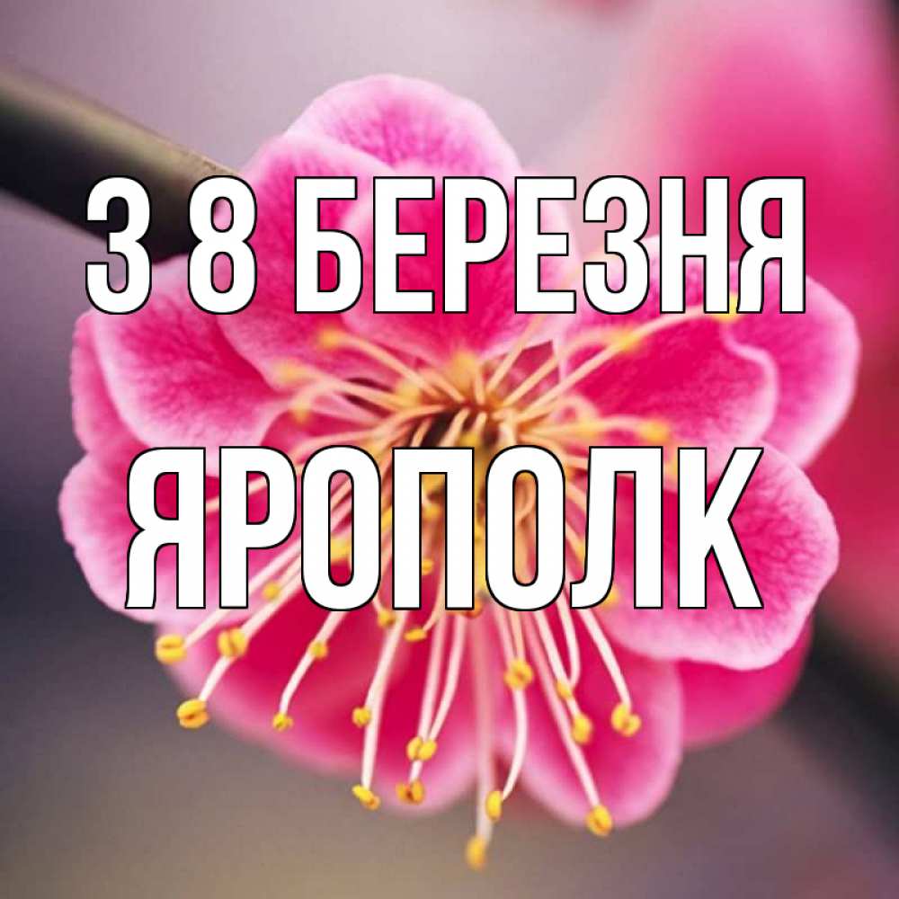 Открытка на каждый день з підписом, Ярополк З 8 БЕРЕЗНЯ цветы Прикольна листівка з побажанням онлайн скачати безкоштовно 