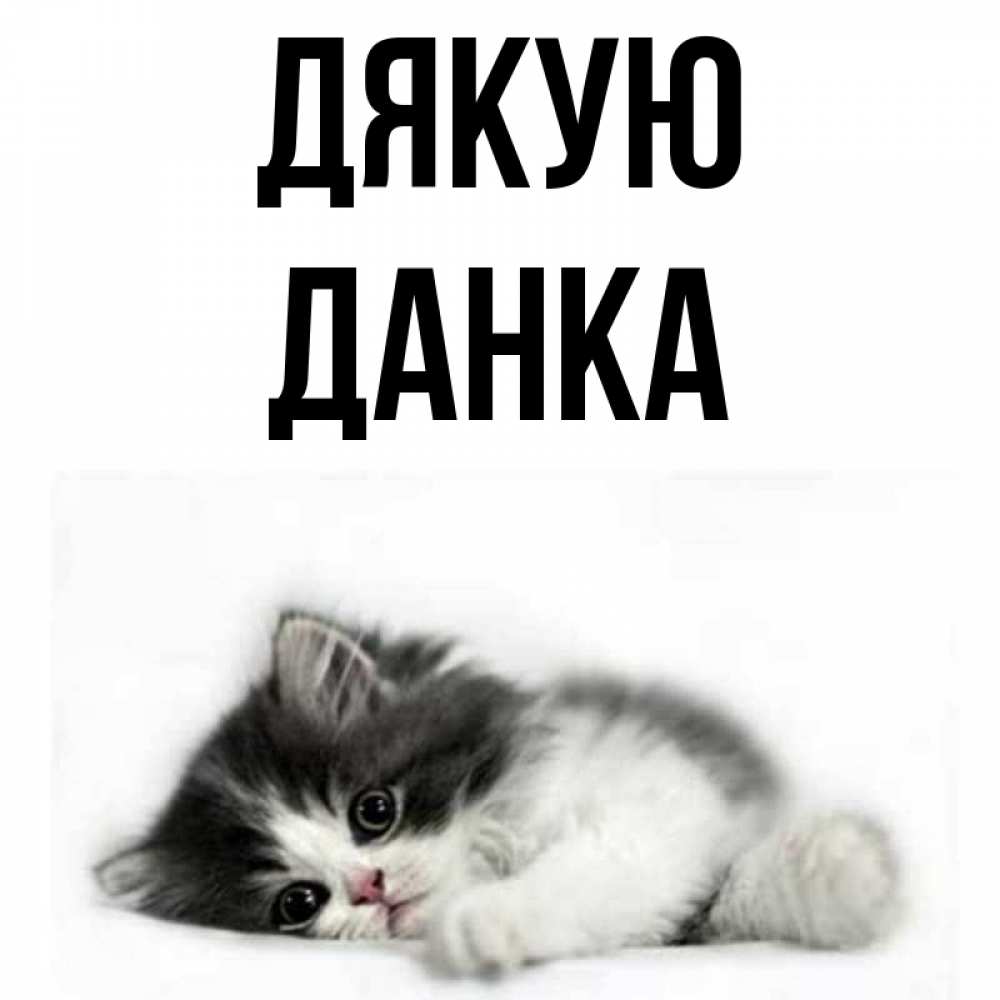 Открытка на каждый день з підписом, Данка Дякую черный и белый кот Прикольна листівка з побажанням онлайн скачати безкоштовно 