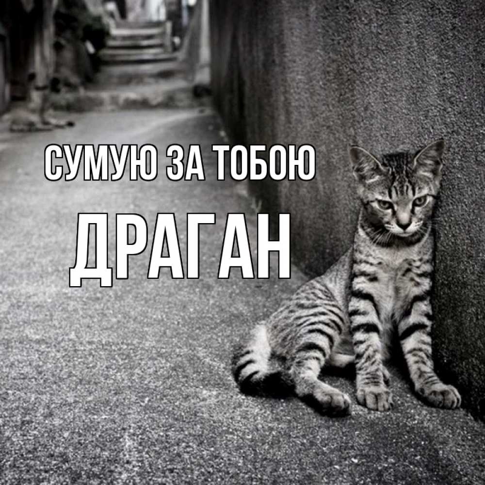 Открытка на каждый день з підписом, Драган Сумую за тобою одиноко котику Прикольна листівка з побажанням онлайн скачати безкоштовно 