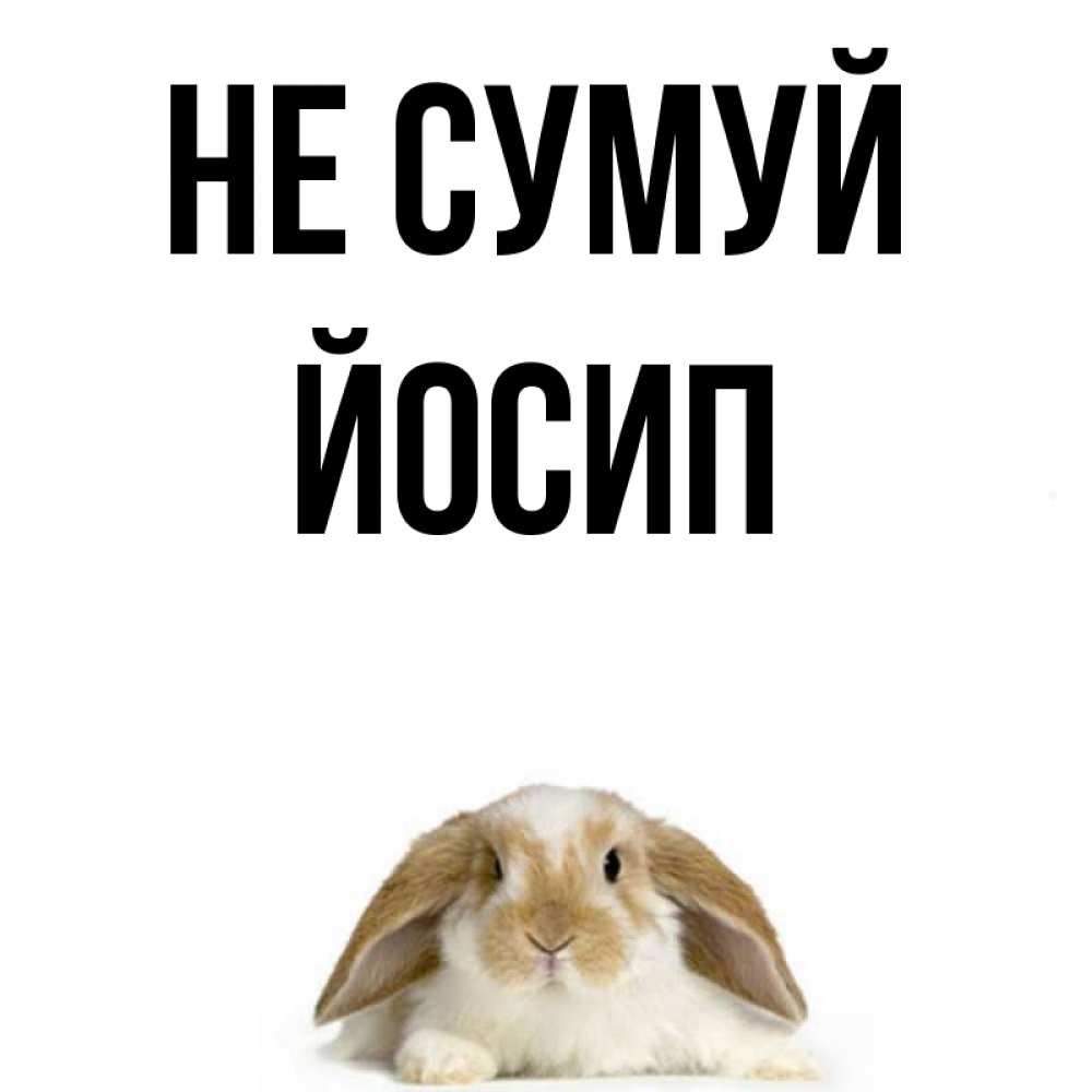 Открытка на каждый день з підписом, Йосип Не сумуй коричнево белый заяц с большими ушками Прикольна листівка з побажанням онлайн скачати безкоштовно 