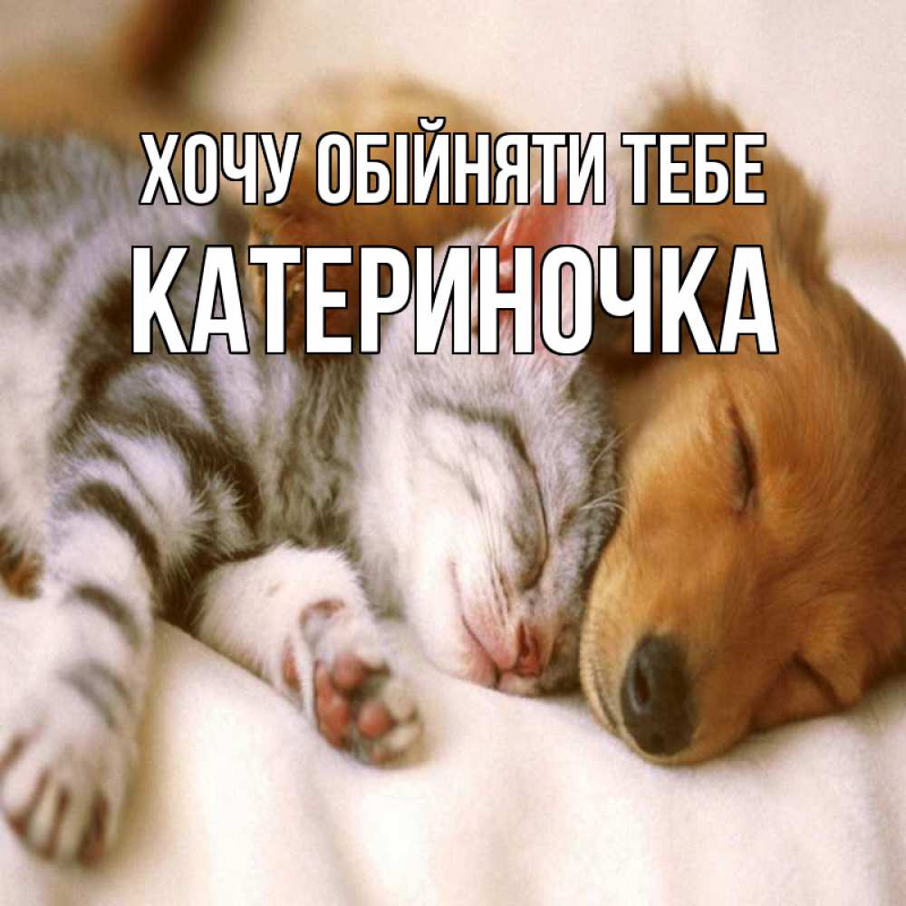 Открытка на каждый день з підписом, Катериночка Хочу обійняти тебе пес и котенок Прикольна листівка з побажанням онлайн скачати безкоштовно 
