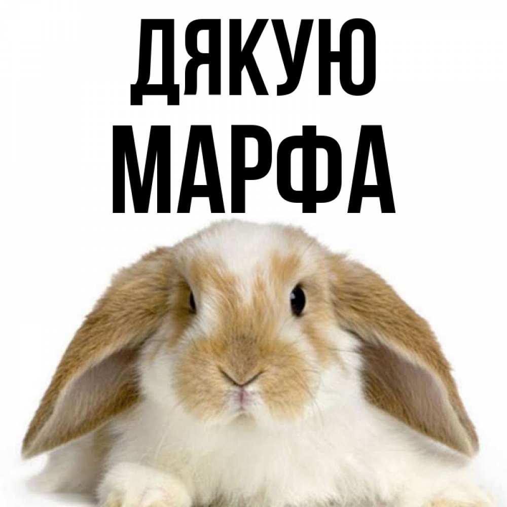 Открытка на каждый день з підписом, Марфа Дякую коричнево белый заяц Прикольна листівка з побажанням онлайн скачати безкоштовно 