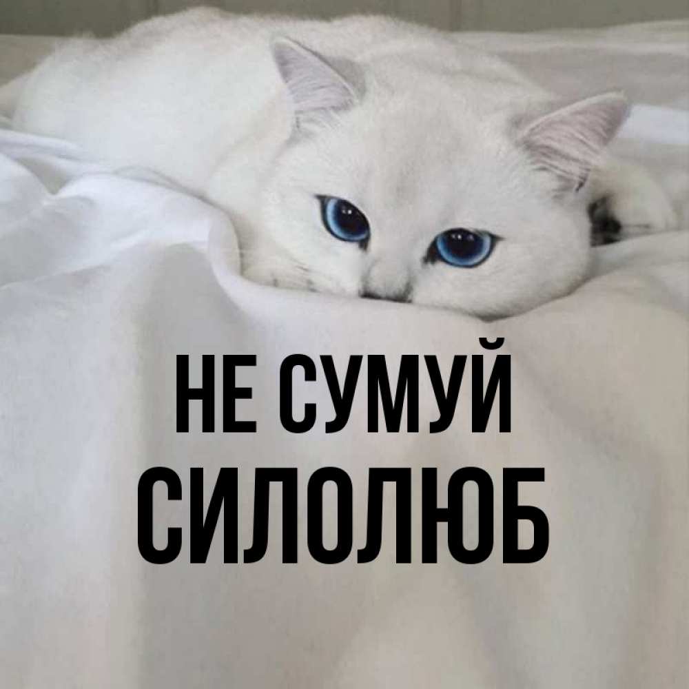 Открытка на каждый день з підписом, Силолюб Не сумуй Голубоглазая кошка Прикольна листівка з побажанням онлайн скачати безкоштовно 