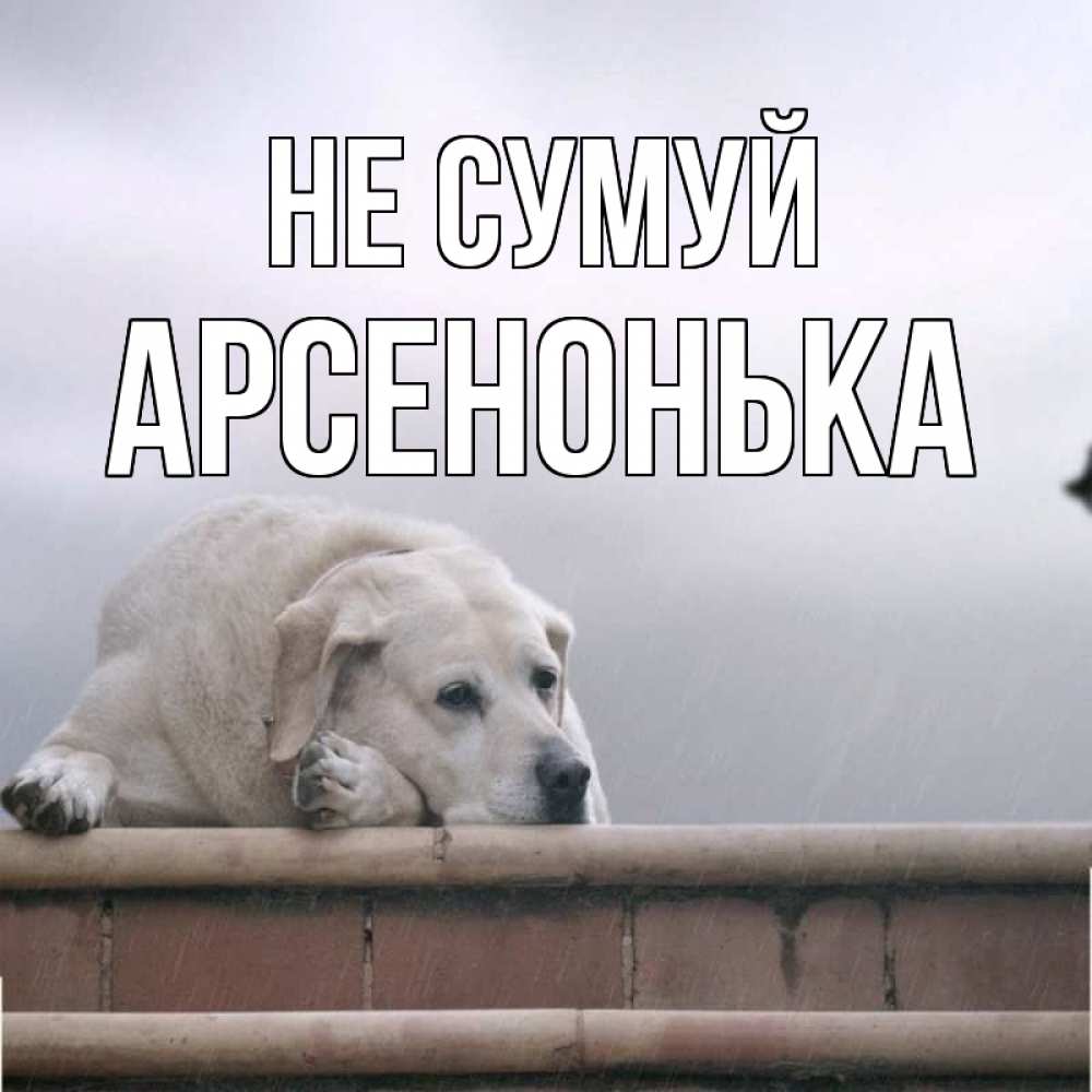 Открытка на каждый день з підписом, Арсенонька Не сумуй белый пес 1 Прикольна листівка з побажанням онлайн скачати безкоштовно 