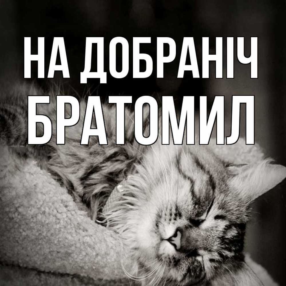 Открытка на каждый день з підписом, Братомил На добраніч котярик пушистый Прикольна листівка з побажанням онлайн скачати безкоштовно 