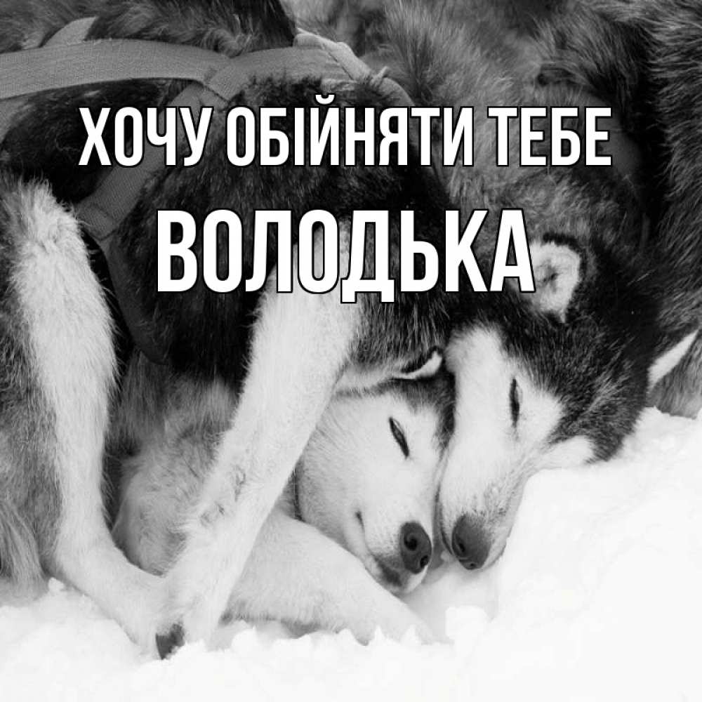 Открытка на каждый день з підписом, Володька Хочу обійняти тебе собачки в упряжке Прикольна листівка з побажанням онлайн скачати безкоштовно 