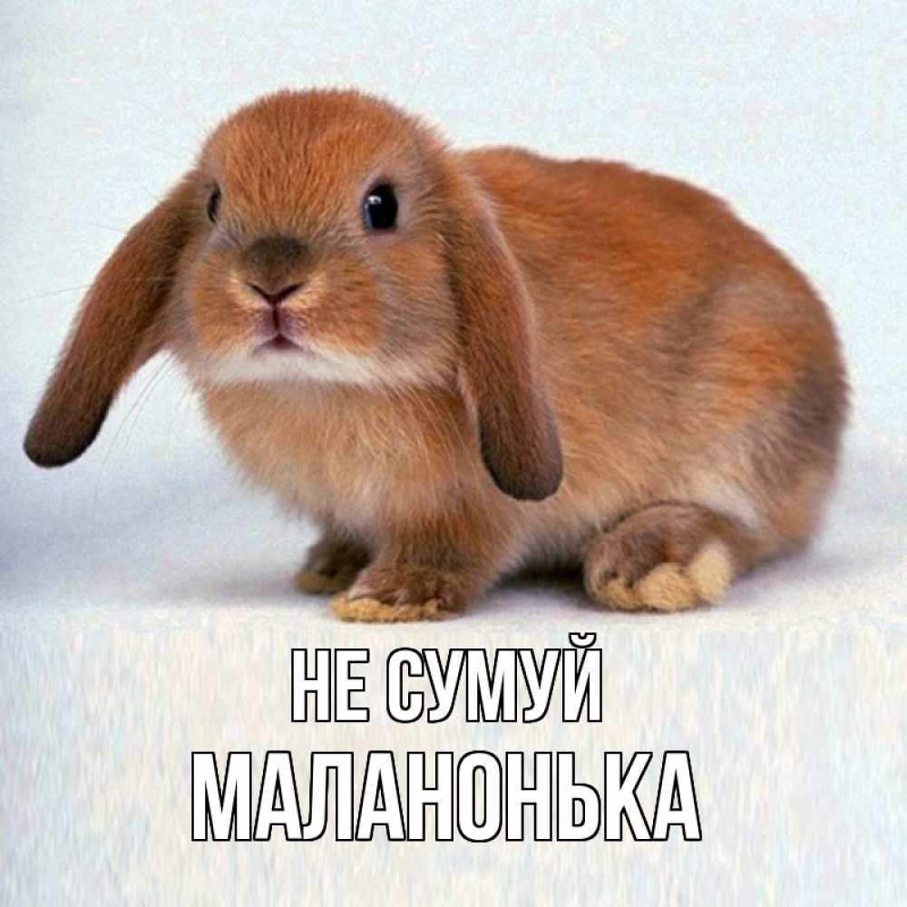 Открытка на каждый день з підписом, Маланонька Не сумуй рыжий зая Прикольна листівка з побажанням онлайн скачати безкоштовно 