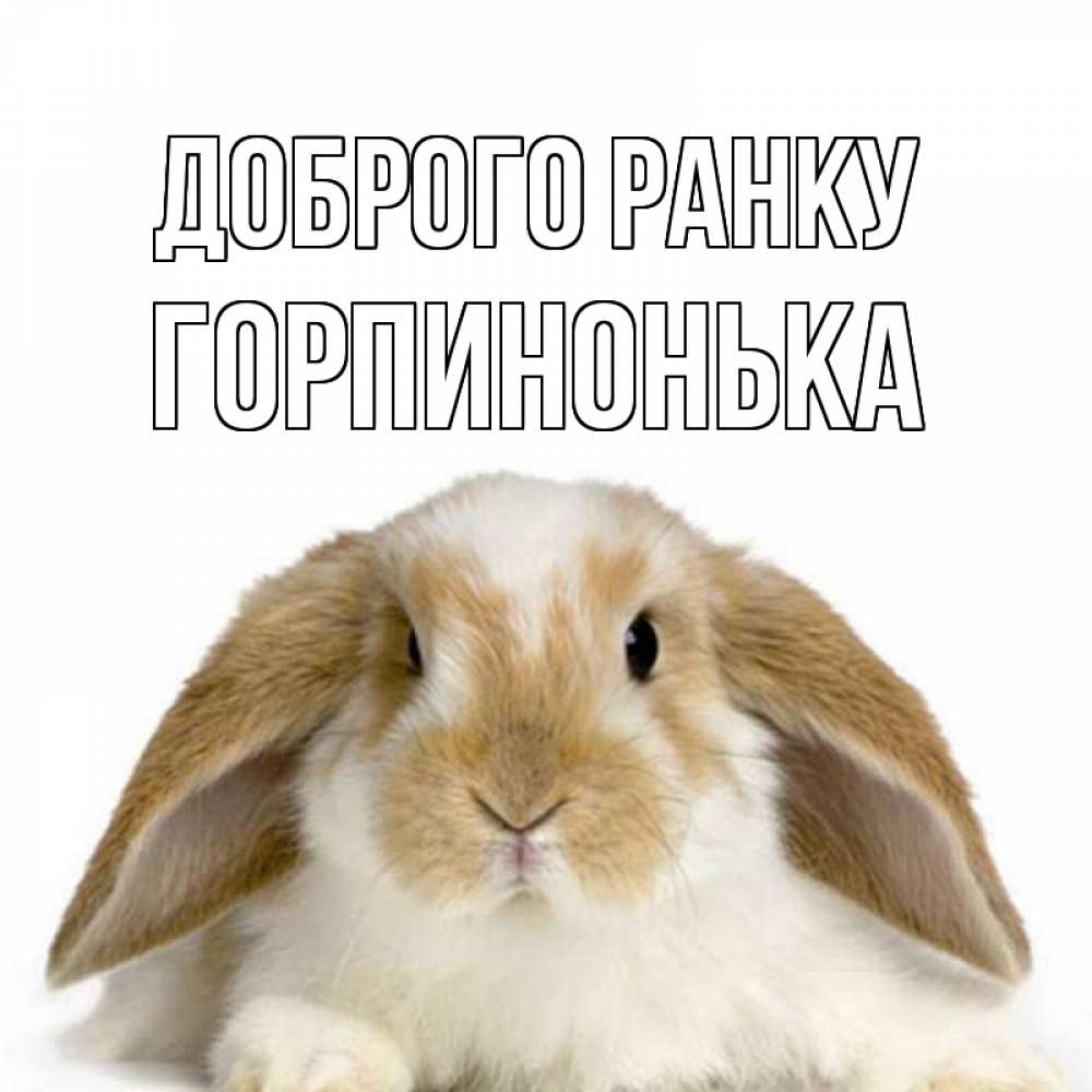 Открытка на каждый день з підписом, Горпинонька Доброго ранку прикольные открытки на каждый день Прикольна листівка з побажанням онлайн скачати безкоштовно 