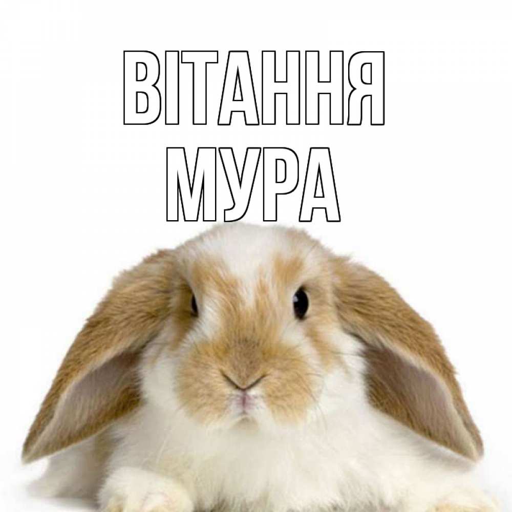 Открытка на каждый день з підписом, Мура Вітання с животными Прикольна листівка з побажанням онлайн скачати безкоштовно 