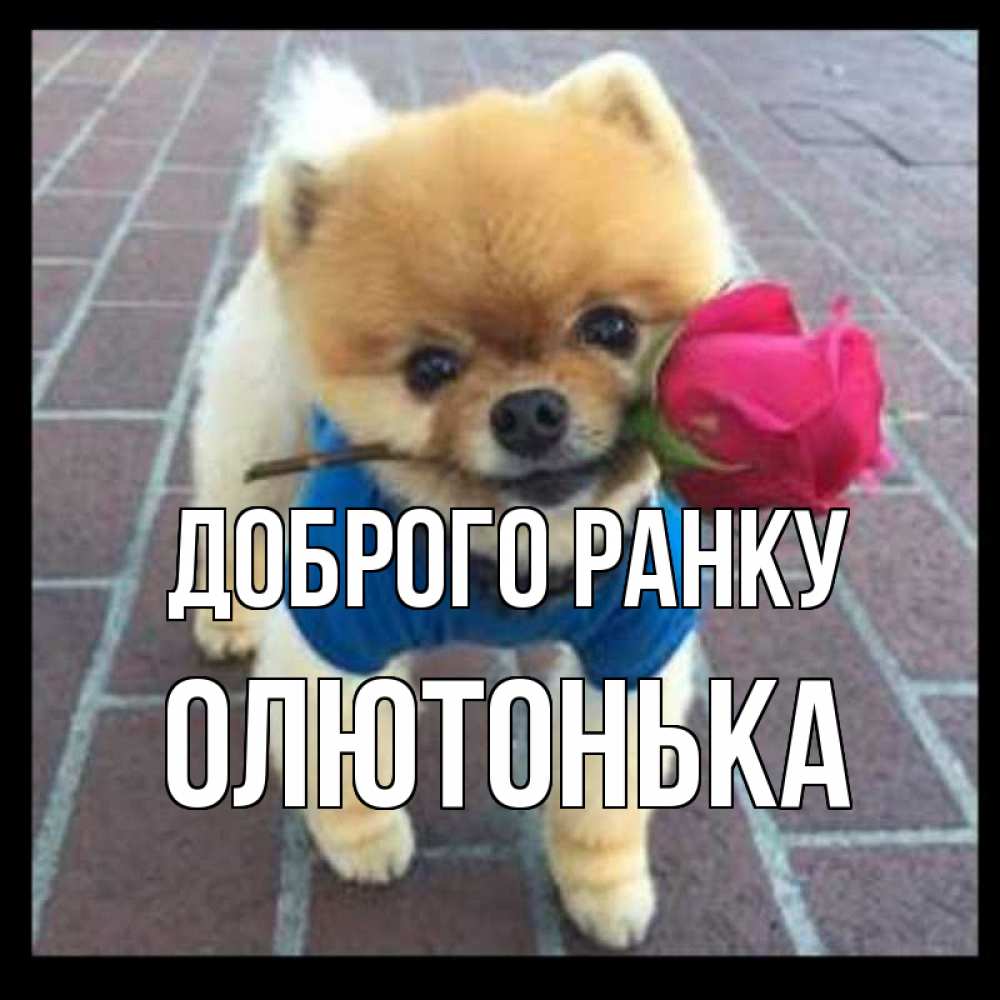 Открытка на каждый день з підписом, Олютонька Доброго ранку роза в зубах Прикольна листівка з побажанням онлайн скачати безкоштовно 