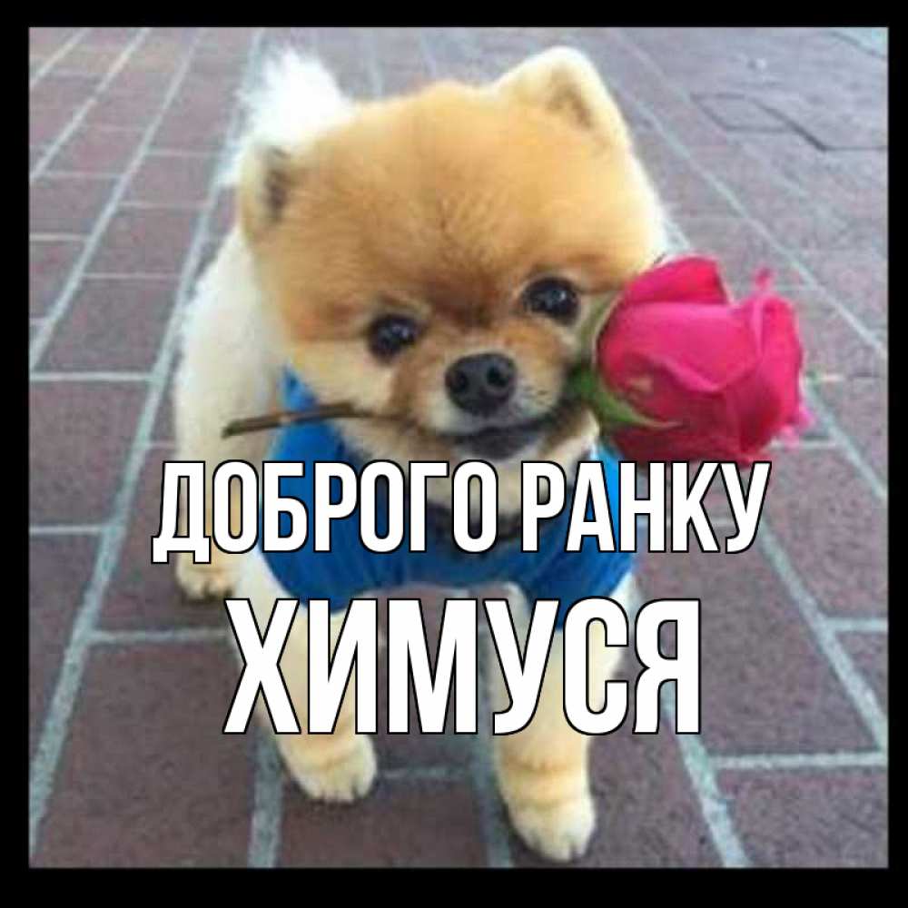 Открытка на каждый день з підписом, Химуся Доброго ранку роза в зубах Прикольна листівка з побажанням онлайн скачати безкоштовно 
