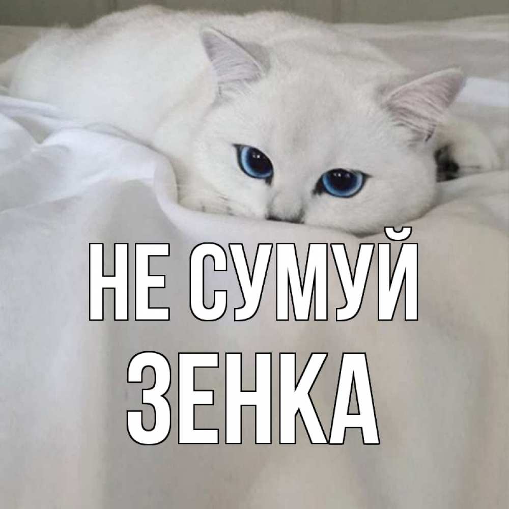Открытка на каждый день з підписом, Зенка Не сумуй белый кот с голубыми глазами на белоснежной кровати Прикольна листівка з побажанням онлайн скачати безкоштовно 