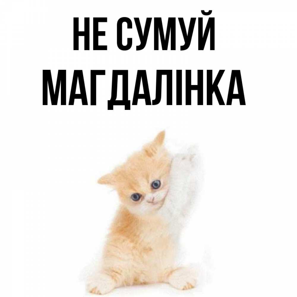 Открытка на каждый день з підписом, Магдалінка Не сумуй просящий кот Прикольна листівка з побажанням онлайн скачати безкоштовно 