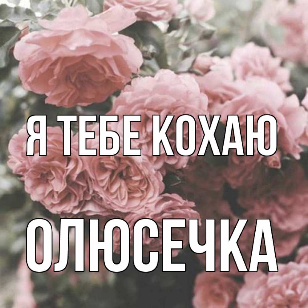 Открытка на каждый день з підписом, Олюсечка Я тебе кохаю розы 3 Прикольна листівка з побажанням онлайн скачати безкоштовно 