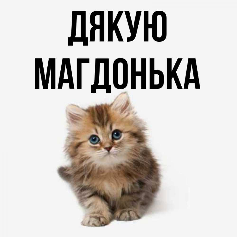 Открытка на каждый день з підписом, Магдонька Дякую пушистый котик Прикольна листівка з побажанням онлайн скачати безкоштовно 
