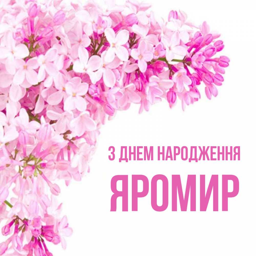 Открытка на каждый день з підписом, Яромир З Днем народження Сирень на белом фоне Прикольна листівка з побажанням онлайн скачати безкоштовно 