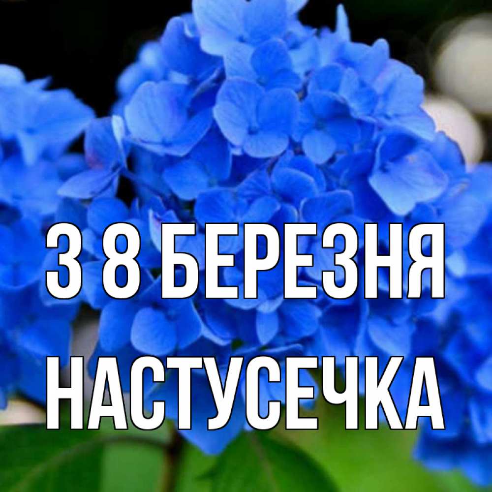 Открытка на каждый день з підписом, Настусечка З 8 БЕРЕЗНЯ синие цветы Прикольна листівка з побажанням онлайн скачати безкоштовно 