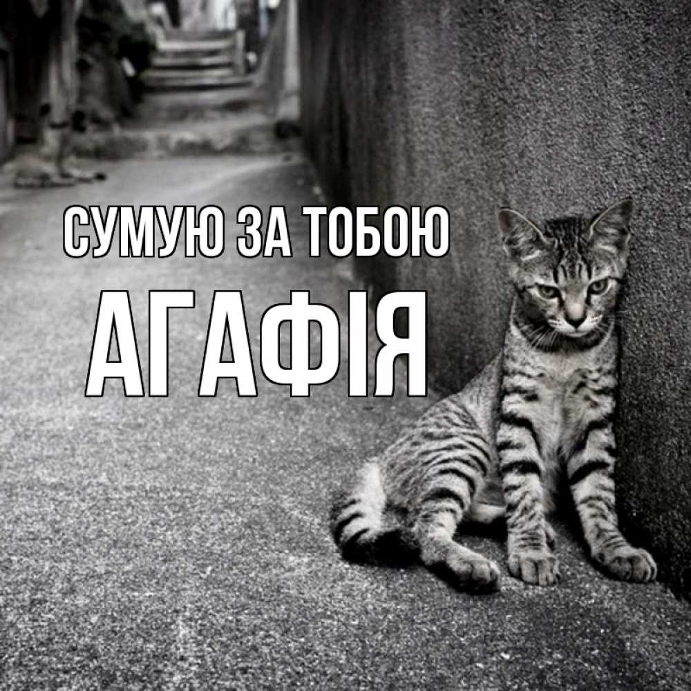 Открытка на каждый день з підписом, Агафія Сумую за тобою одиноко котику Прикольна листівка з побажанням онлайн скачати безкоштовно 