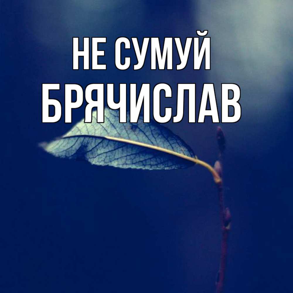 Открытка на каждый день з підписом, Брячислав Не сумуй растение Прикольна листівка з побажанням онлайн скачати безкоштовно 
