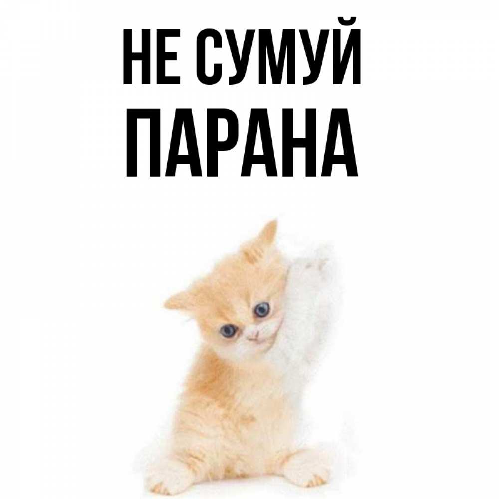 Открытка на каждый день з підписом, Парана Не сумуй просящий кот Прикольна листівка з побажанням онлайн скачати безкоштовно 