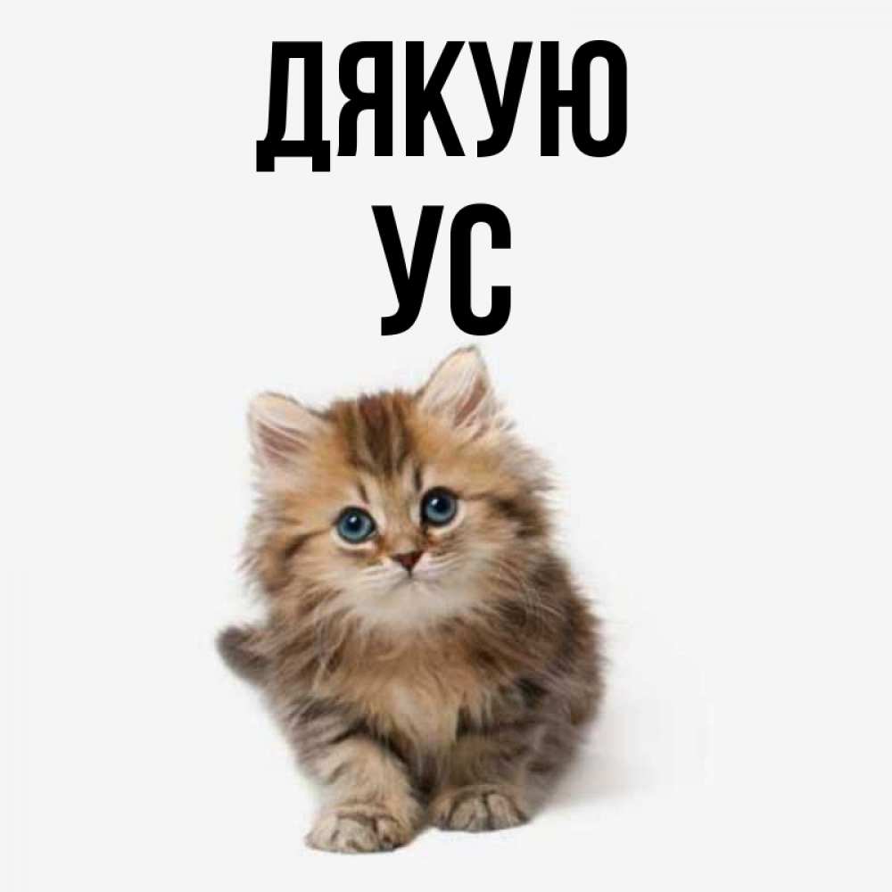 Открытка на каждый день з підписом, Ус Дякую пушистый котик Прикольна листівка з побажанням онлайн скачати безкоштовно 