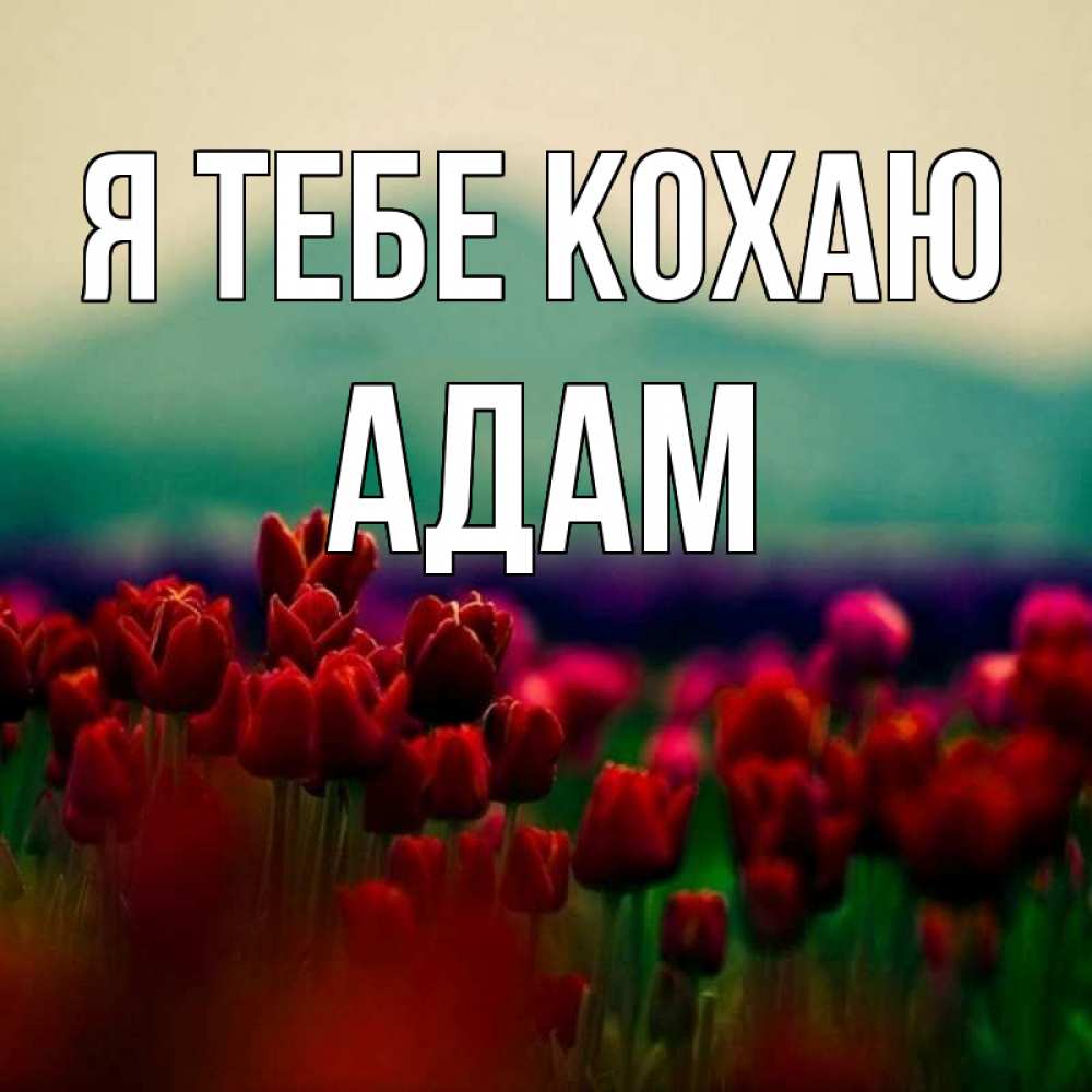 Открытка на каждый день з підписом, Адам Я тебе кохаю тюльпаны 4 Прикольна листівка з побажанням онлайн скачати безкоштовно 