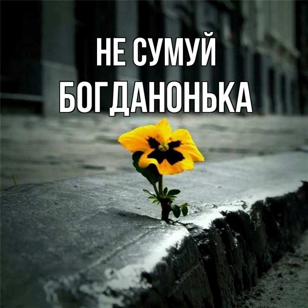 Открытка на каждый день з підписом, Богданонька Не сумуй не сдавайся Прикольна листівка з побажанням онлайн скачати безкоштовно 
