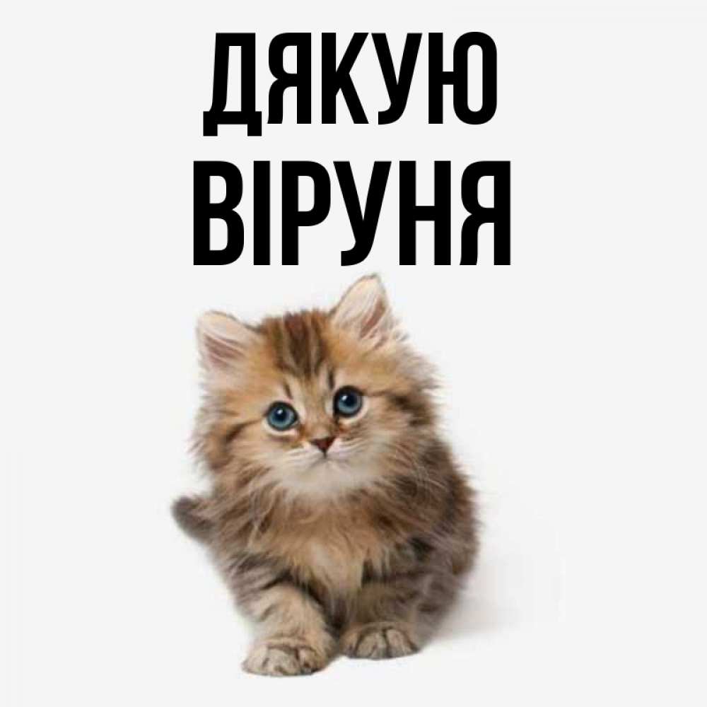 Открытка на каждый день з підписом, Віруня Дякую пушистый котик Прикольна листівка з побажанням онлайн скачати безкоштовно 
