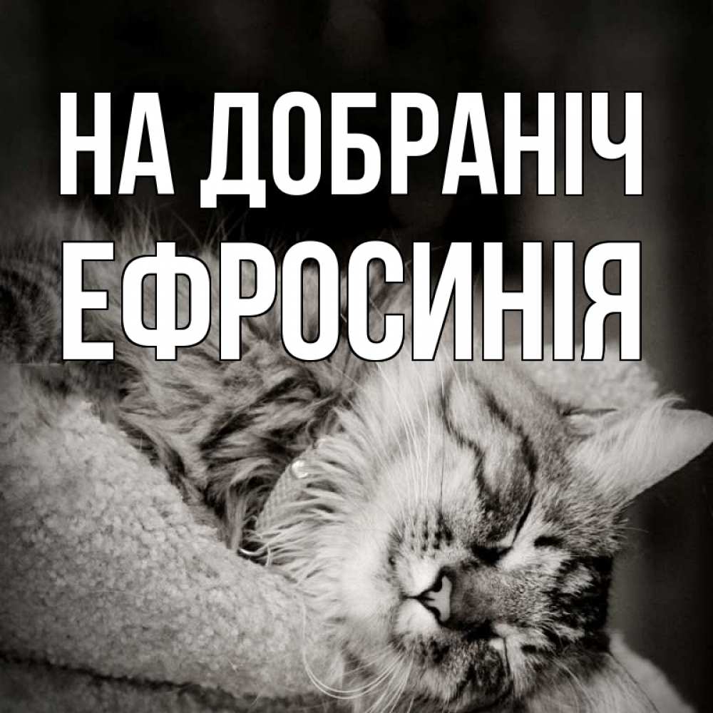Открытка на каждый день з підписом, Ефросинія На добраніч котярик пушистый Прикольна листівка з побажанням онлайн скачати безкоштовно 