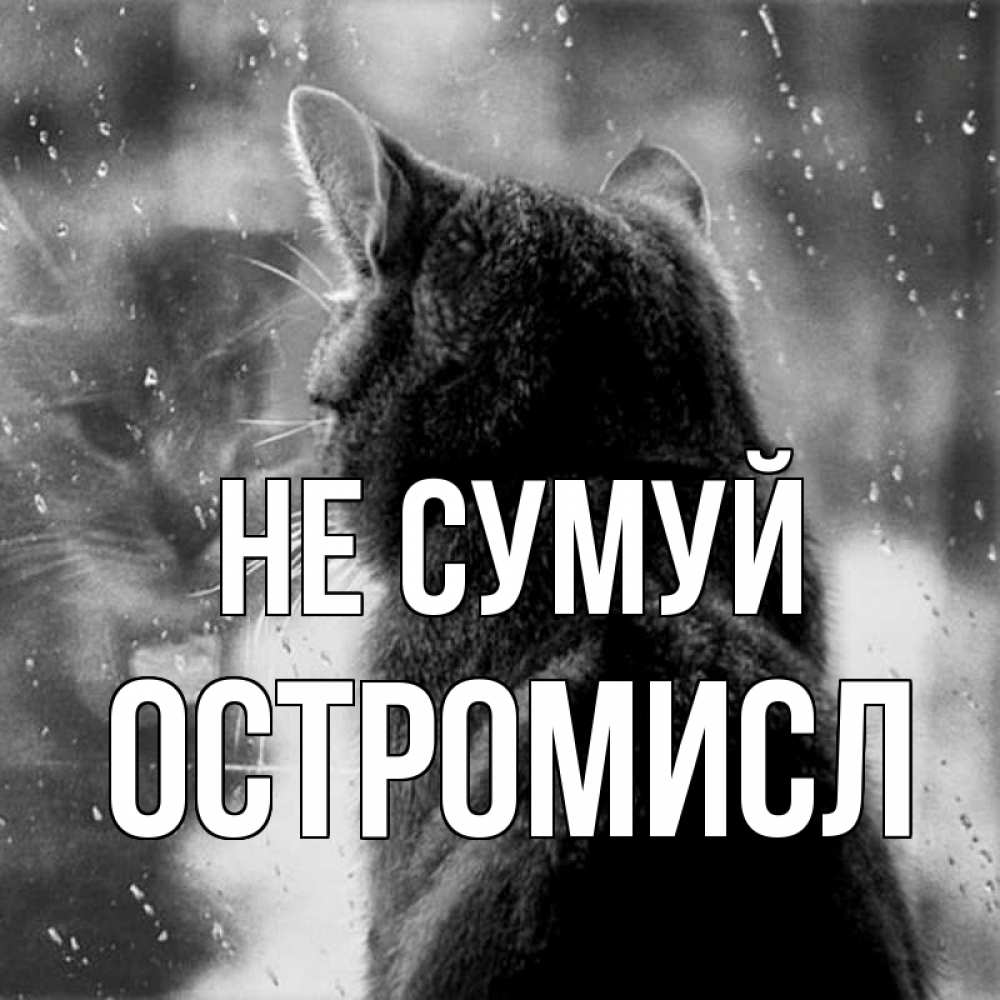Открытка на каждый день з підписом, Остромисл Не сумуй отражение кота 1 Прикольна листівка з побажанням онлайн скачати безкоштовно 