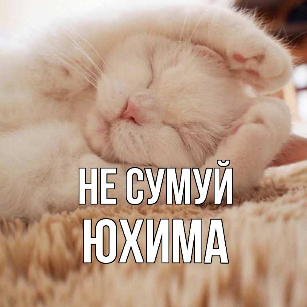 Открытка на каждый день з підписом, Юхима Не сумуй белый кот Прикольна листівка з побажанням онлайн скачати безкоштовно 